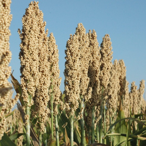 American sorghum farm field close up