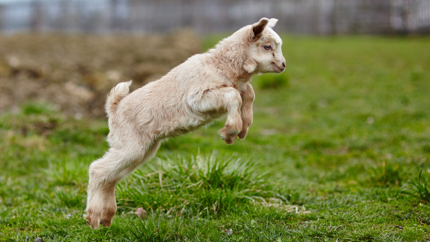 goat jumping in a grassy field